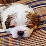 Loki is registered to the contest to win money with this photo: puppy, dog, sleeping, couch, furniture, patterned, cozy, fluffy, pet, indoor, resting, cute, animal, domestic_animal, young, fur, relaxation, comfort, brown, white
