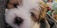 Loki is registered to the contest to win money with this photo: puppy, dog, blanket, cozy, sleepy, fur, cute, snuggled, soft, nose, indoor, pet, adorable, young, closeup, resting, warm, comfort, animal, face