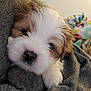 puppy, dog, blanket, cozy, sleepy, fur, cute, snuggled, soft, nose, indoor, pet, adorable, young, closeup, resting, warm, comfort, animal, face