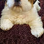 Loki is registered to the contest to win money with this photo: puppy, dog, fluffy, brown, white, pet, cute, animal, fur, closeup, indoors, blanket, resting, adorable, face, nose, paw, soft, young, cozy