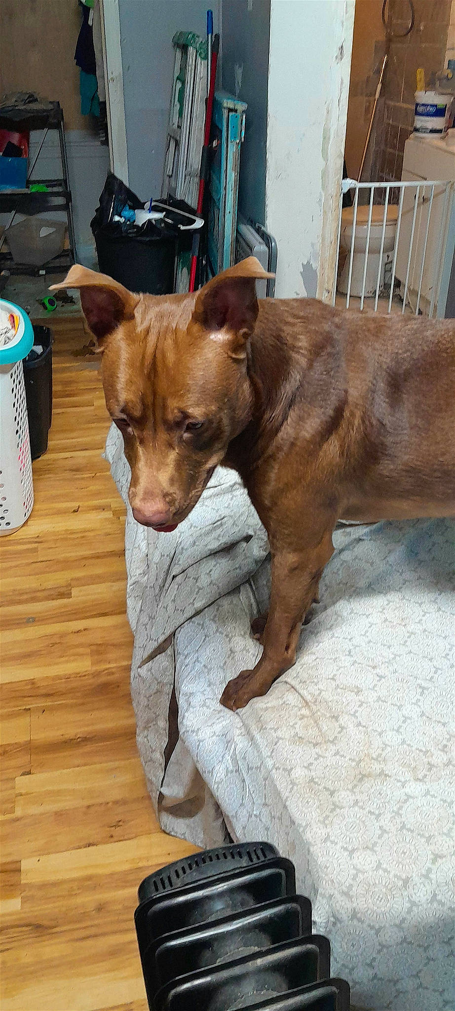 Trup'R joined the competition — help win amazing prizes! canidae, carnivore, collar, companion_dog, dog, dog_breed, dog_supply, fawn, hardwood, liver, non_sporting_group, pet_supply, snout, sporting_group, tin_can, toy_dog, whiskers, wood, working_animal, working_dog