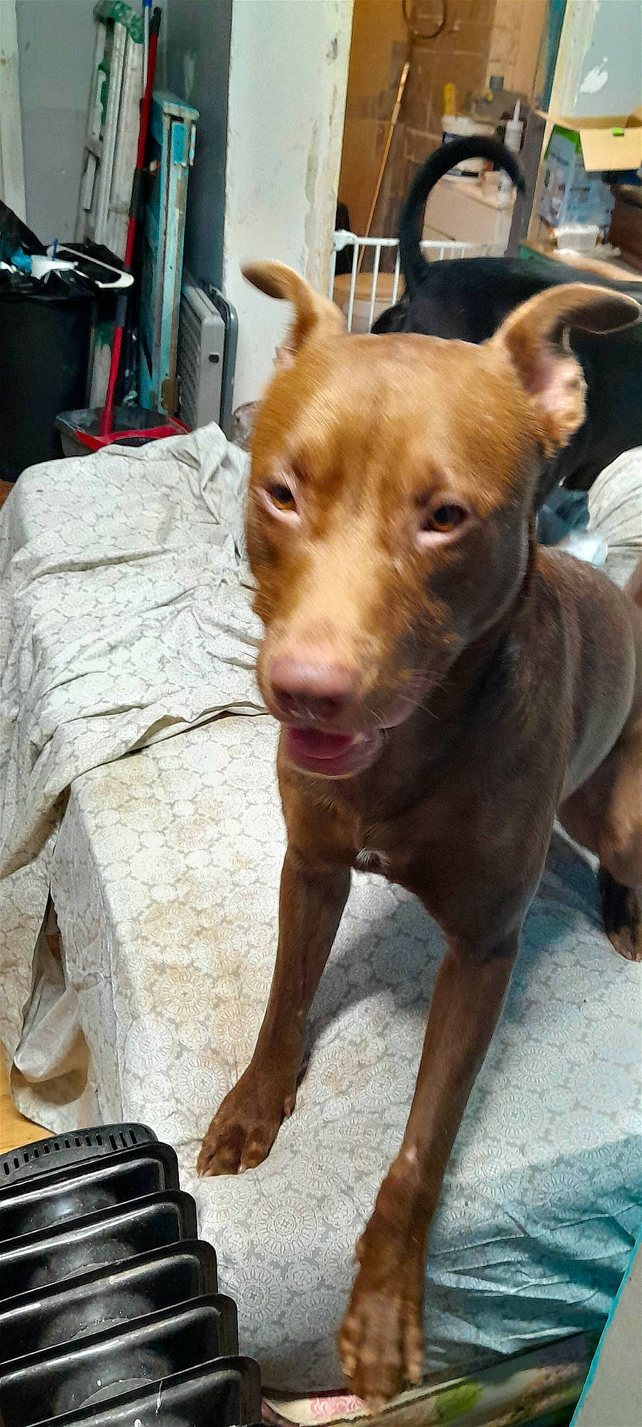 Trup'R is registered to the contest to win money with this photo: canidae, carnivore, collar, companion_dog, dog, dog_breed, dog_collar, ear, eye, fawn, fur, guard_dog, liver, non_sporting_group, office_supplies, snout, sporting_group, whiskers, working_animal, working_dog