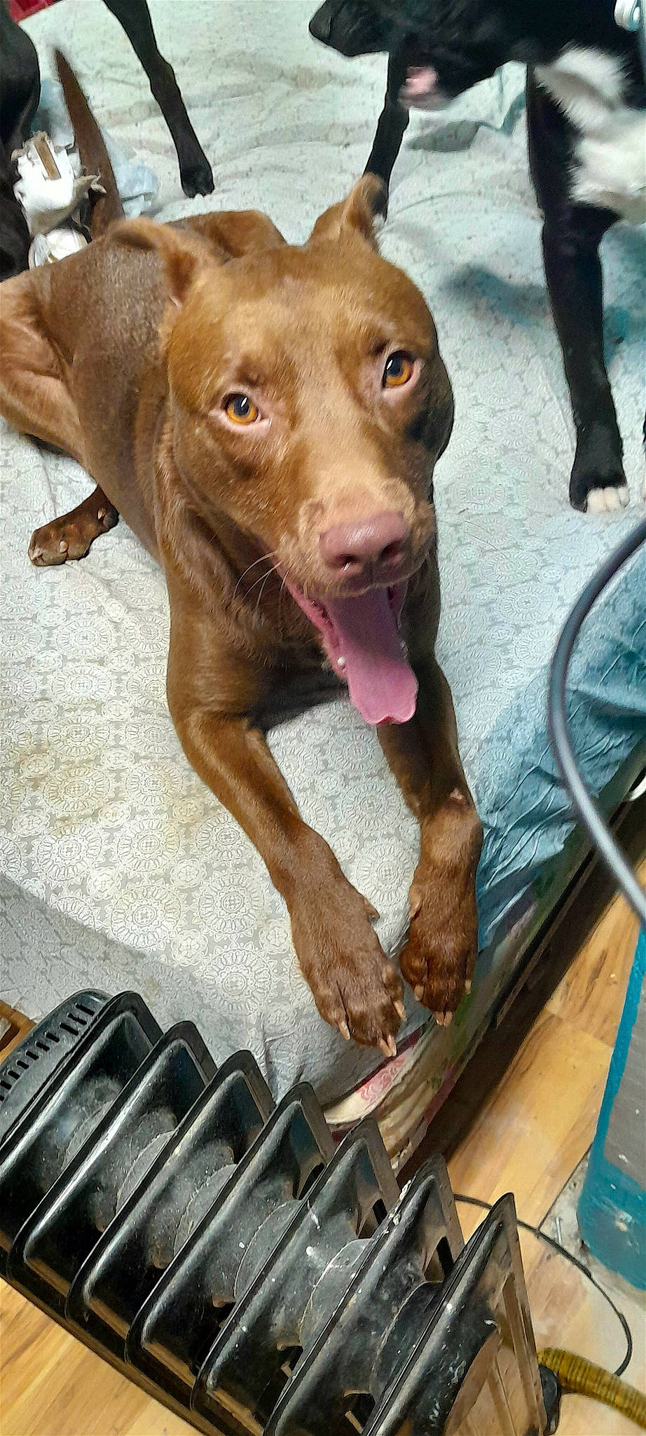 Trup'R is registered to the contest to win money with this photo: canidae, carnivore, collar, companion_dog, dog, dog_breed, dog_collar, dog_supply, fawn, fur, hunting_dog, liver, pet_supply, snout, sporting_group, street_dog, terrestrial_animal, whiskers, wood, working_animal