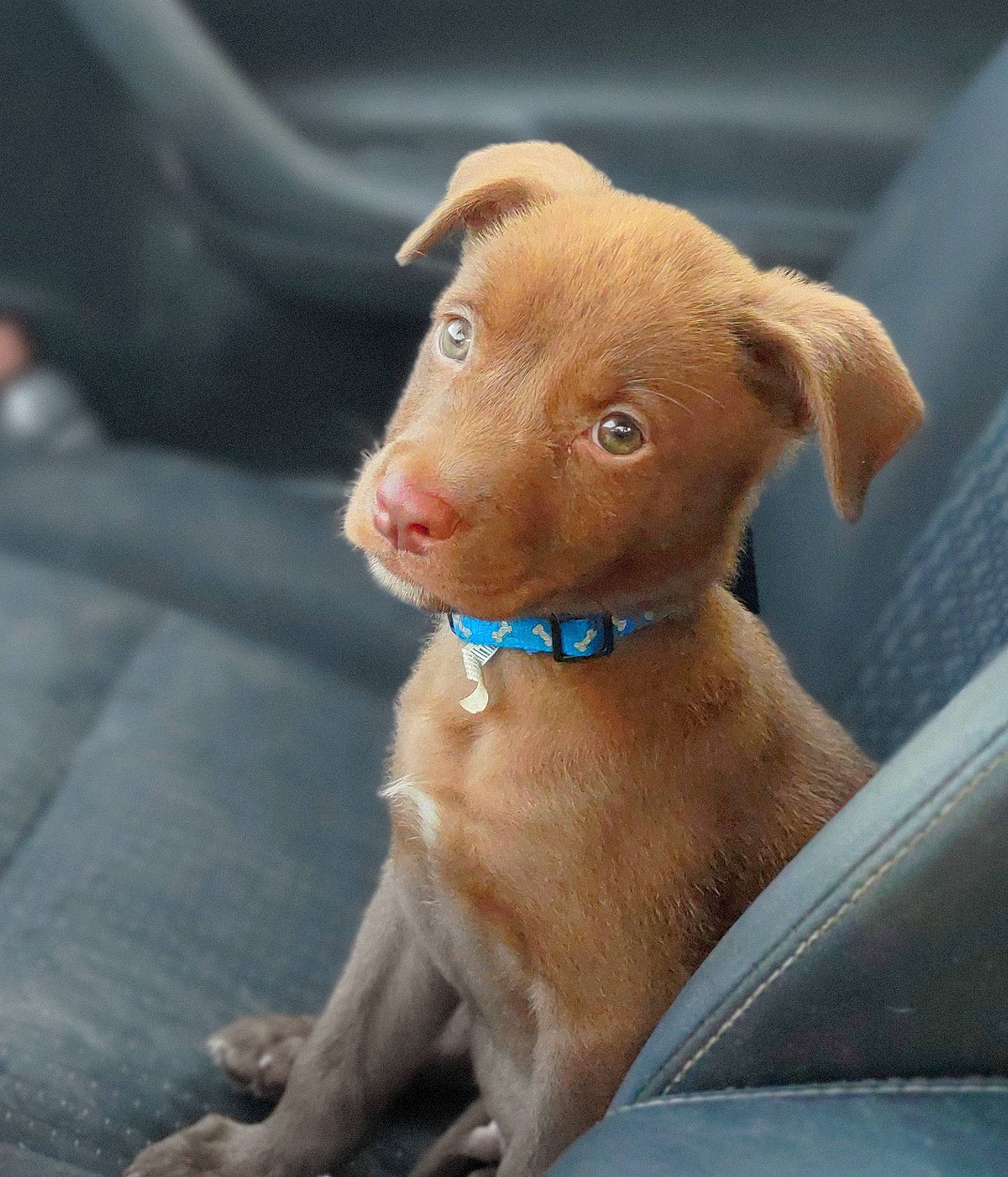 Trup'R joined the competition — help win amazing prizes! canidae, carnivore, collar, companion_dog, dog, dog_breed, dog_collar, ear, fashion_accessory, fawn, fur, liver, non_sporting_group, pet_supply, snout, sporting_group, terrestrial_animal, whiskers, working_animal, wrinkle