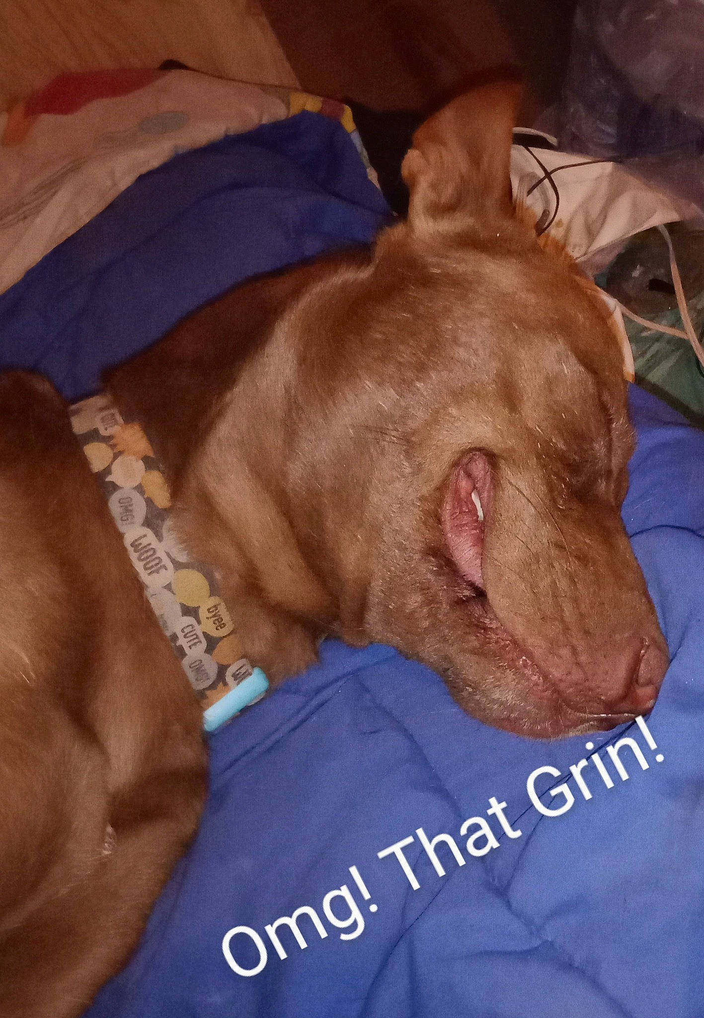 Trup'R is registered to the contest to win money with this photo: canidae, carnivore, collar, comfort, companion_dog, dog, dog_breed, dog_supply, ear, electric_blue, fawn, fur, liver, mammal, pet_supply, snout, sporting_group, whiskers, working_animal, wrinkle