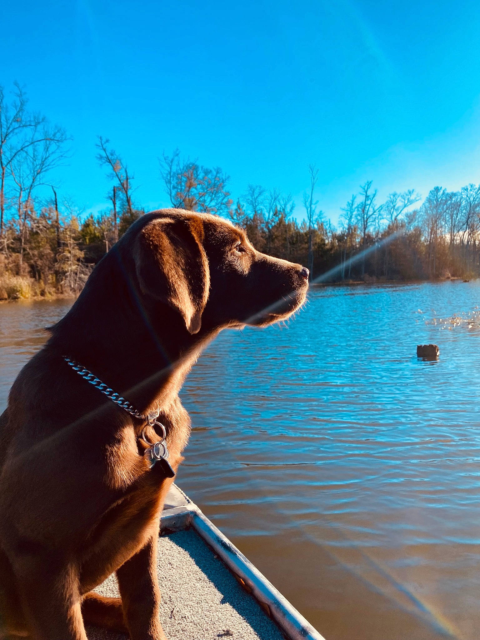 Kodak joined the competition — help win amazing prizes! boats_and_boating_equipment_and_supplies, carnivore, collar, companion_dog, dog, dog_breed, dog_collar, fawn, gun_dog, lake, leash, liver, pet_supply, plant, sky, snout, sporting_group, tree, water, working_animal
