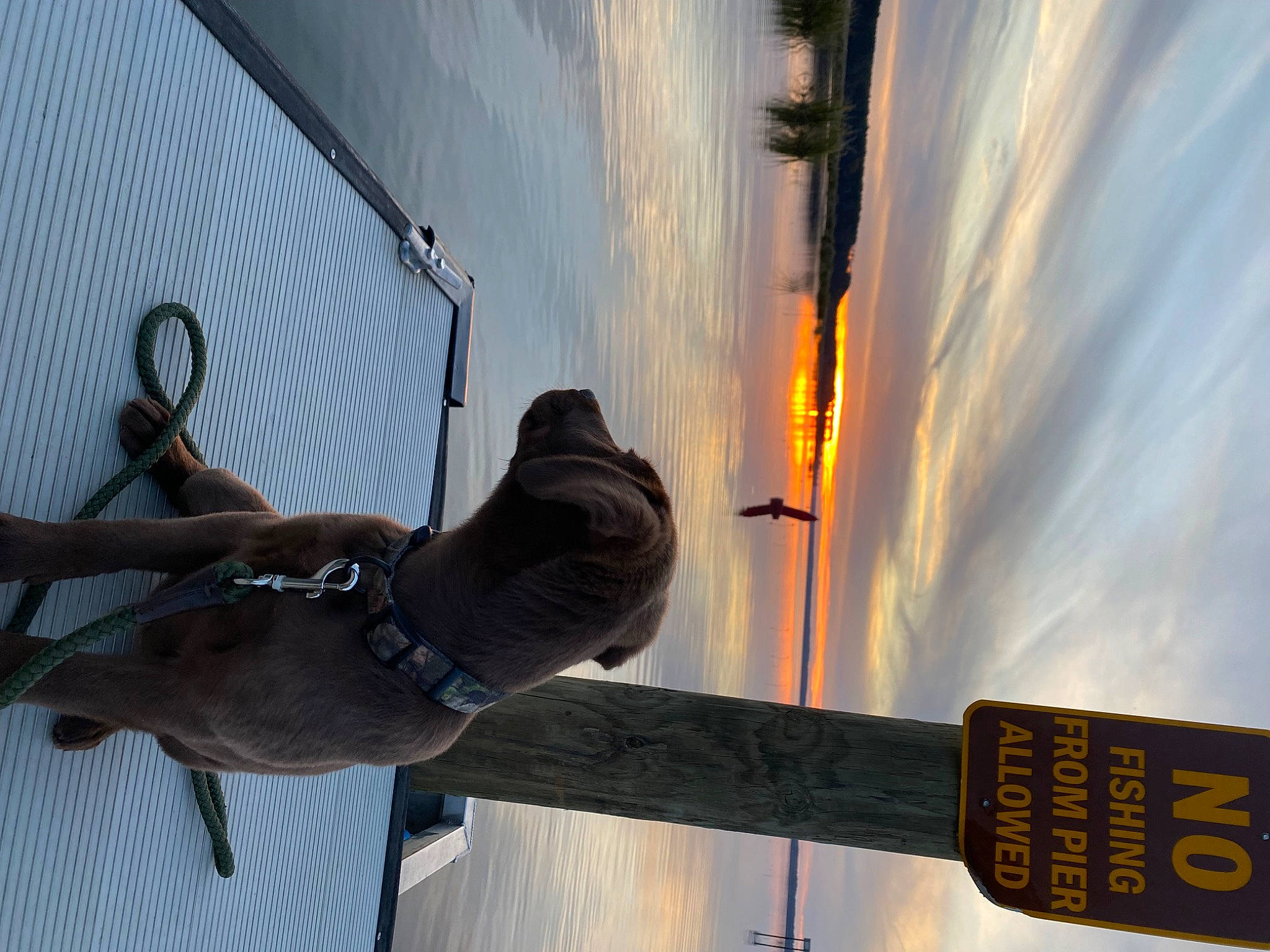 Kodak is registered to the contest to win money with this photo: cloud, evening, gas, hat, heat, line, metal, public_utility, shadow, sign, sky, tail, tree, water, wood
