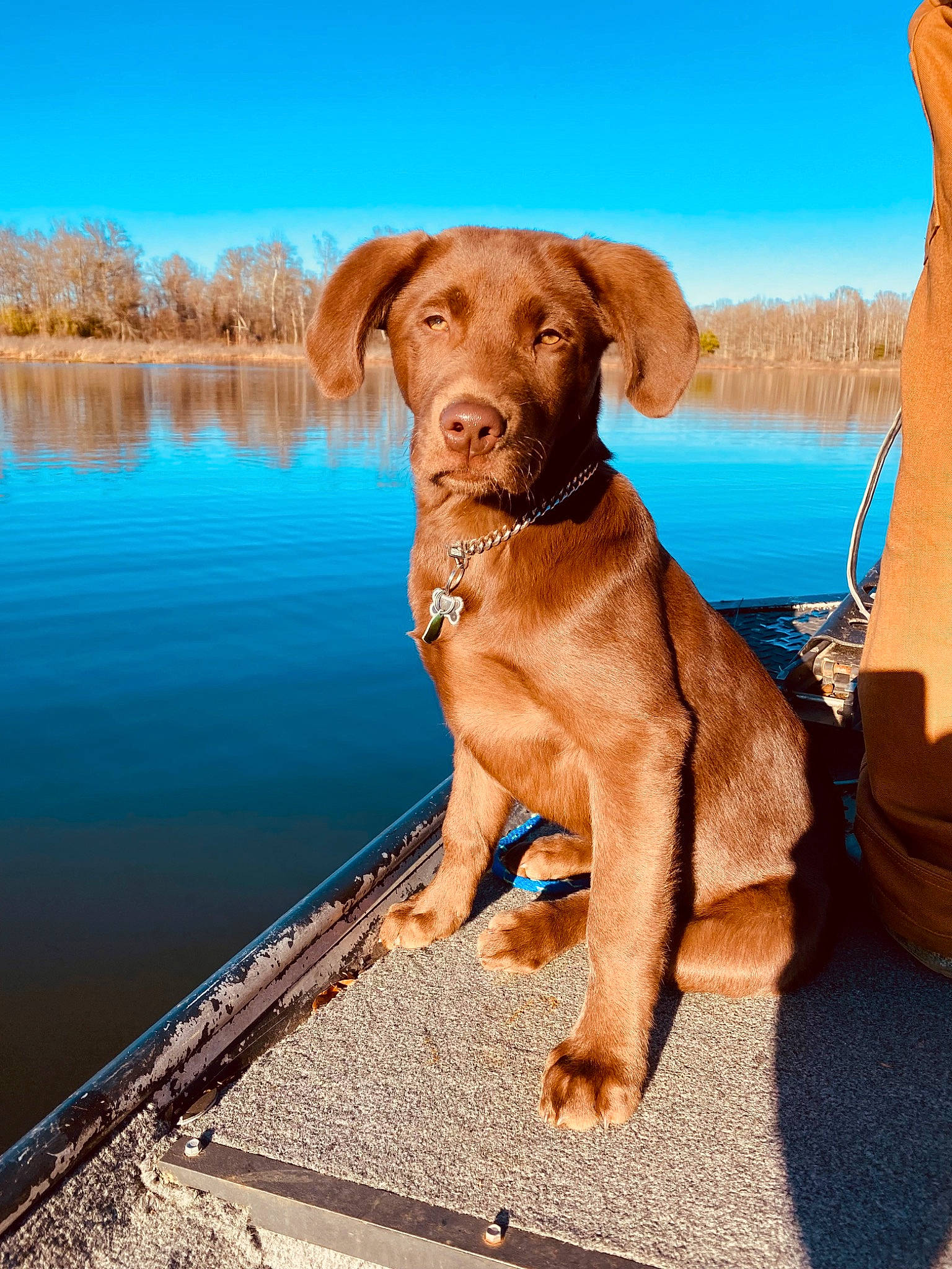 Kodak is registered to the contest to win money with this photo: canidae, carnivore, cloud, collar, companion_dog, dog, dog_breed, dog_collar, fawn, gun_dog, lake, liver, pet_supply, plant, sky, snout, sporting_group, water, wood, working_animal