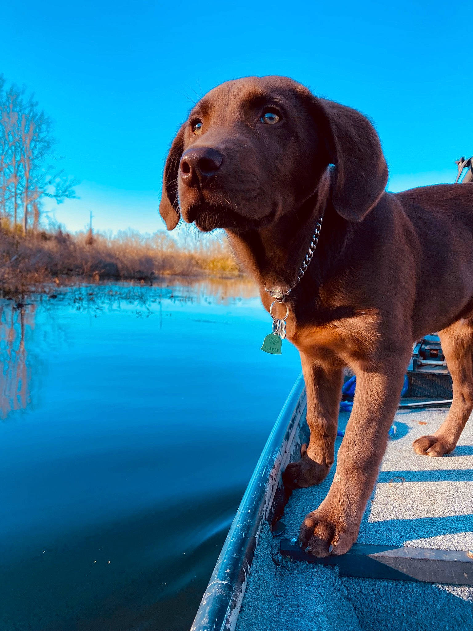 Kodak joined the competition — help win amazing prizes! canidae, carnivore, collar, companion_dog, dog, dog_breed, dog_collar, fawn, gun_dog, lake, liver, natural_landscape, plant, sky, snout, sporting_group, tree, water, windshield, working_animal