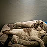 cat, pet, indoor, bed, relaxed, feline, sleeping, cozy, cushion, fur, animal, resting, whiskers, paw, tail, cute, domestic, comfortable, mammal, furry