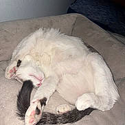 Molly is registered to the contest to win money with this photo: cat, sleeping, bed, paws, tail, fur, pink_paw_pads, cozy, indoor, resting, cute, animal, pet, whiskers, soft, relaxed, curled_up, feline, domestic_cat, nap
