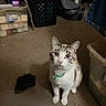 Molly joined the competition — help win amazing prizes! cat, indoor, blue_eyes, collar, pet, curious, carpet, storage_bin, laundry_basket, household, animal, domestic, feline, looking_up, sitting, floor, curious_look, whiskers, ears, fur