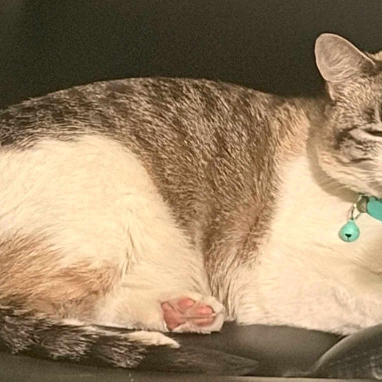 Molly joined the competition — help win amazing prizes! cat, pet, sleeping, collar, bell, striped, white, fur, paw, chair, indoor, resting, cute, feline, domestic_animal, cozy, animal, relaxed, closeup, mammal