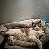 Molly is registered to the contest to win money with this photo: cat, pet_bed, indoor, relaxed, feline, cozy, cushion, resting, animal, fur, whiskers, paw, tabby, white_fur, brown_fur, tail, looking, texture, wall, quiet
