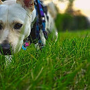 Lorelai is registered to the contest to win money with this photo: animal, blurred_background, canine, closeup, daylight, dog, ear, exploring, field, grass, greenery, harness, muzzle, nature, outdoor, pet, playful, sniffing, sunset, walking