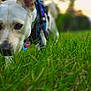 animal, blurred_background, canine, closeup, daylight, dog, ear, exploring, field, grass, greenery, harness, muzzle, nature, outdoor, pet, playful, sniffing, sunset, walking