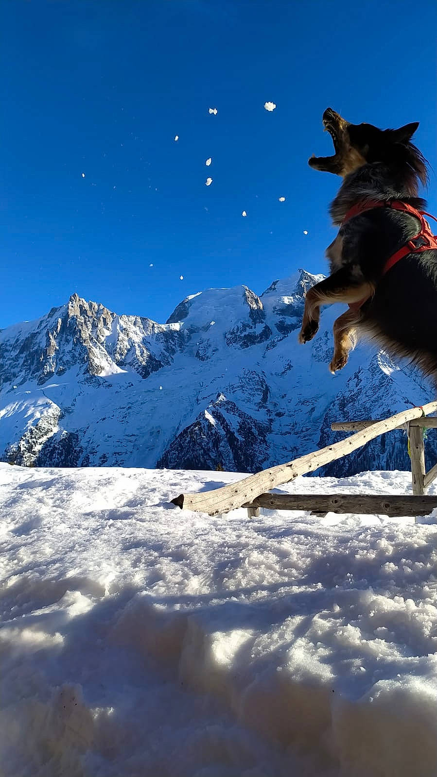 Altaï participe au concours pour gagner de l'argent avec cette photo : adventure, carnivore, dog, dog_breed, electric_blue, freezing, geological_phenomenon, glacial_landform, glacier, ice_cap, landscape, massif, mountain, mountain_range, nunatak, recreation, sky, slope, snow, winter