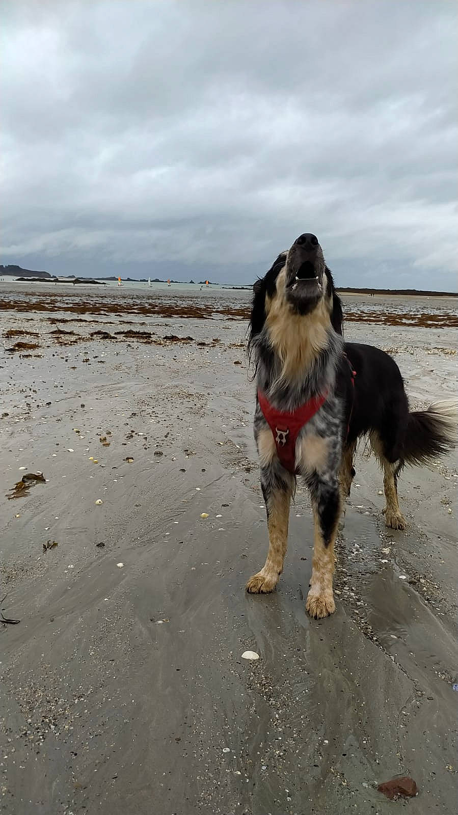 Altaï participe au concours pour gagner de l'argent avec cette photo : canidae, carnivore, cloud, companion_dog, dog, dog_breed, dog_supply, horizon, landscape, leash, ocean, sand, sky, soil, sporting_group, walking, wave, wind_wave, working_animal, working_dog