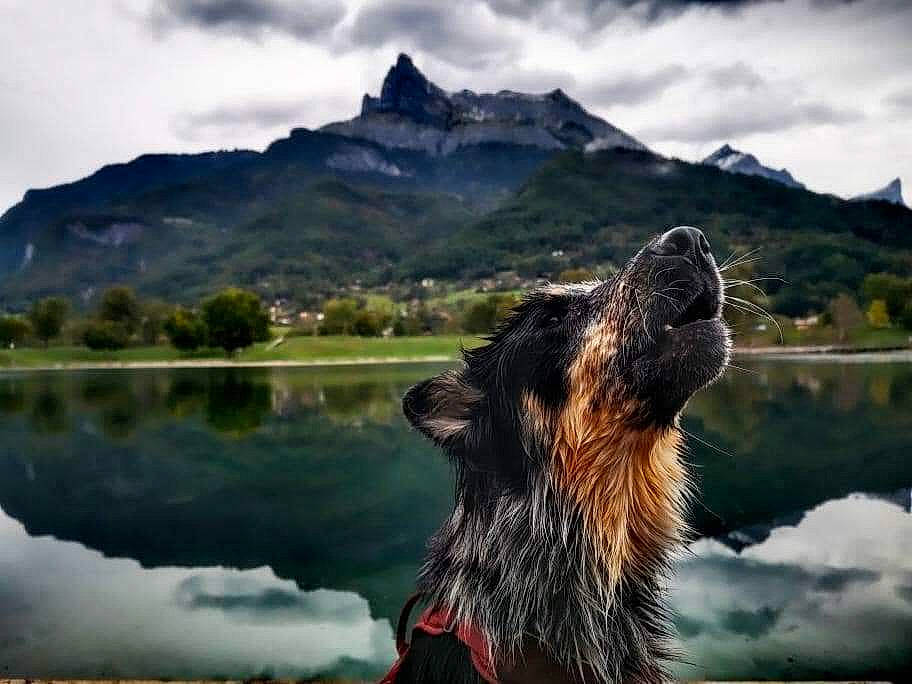 Altaï a rejoint le concours — aidez-le/la à gagner de superbes lots ! airedale_terrier, canidae, carnivore, cloud, companion_dog, dog, dog_breed, happy, hill, lake, landscape, mountain, mountain_range, mountainous_landforms, natural_landscape, sky, sporting_group, water, wilderness, wildlife