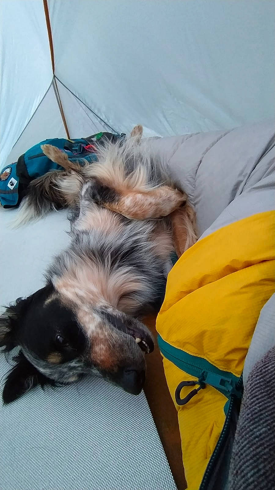 Altaï participe au concours pour gagner de l'argent avec cette photo : canidae, carnivore, comfort, companion_dog, dog, dog_breed, dog_supply, felidae, fur, liver, nap, paw, sleep, small_terrier, small_to_medium_sized_cats, snout, sporting_group, tail, toy_dog