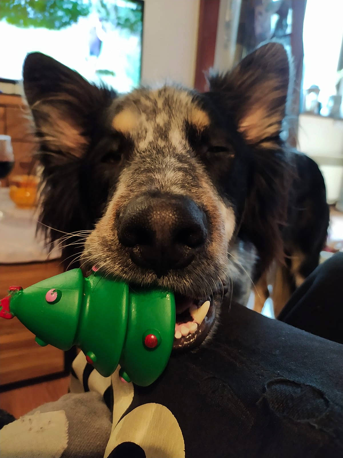 Altaï a rejoint le concours — aidez-le/la à gagner de superbes lots ! carnivore, companion_dog, dog, dog_breed, ear, fawn, fun, fur, grass, happy, jaw, livestock, mammal, smile, snout, terrestrial_animal, toy, vertebrate, whiskers, working_animal