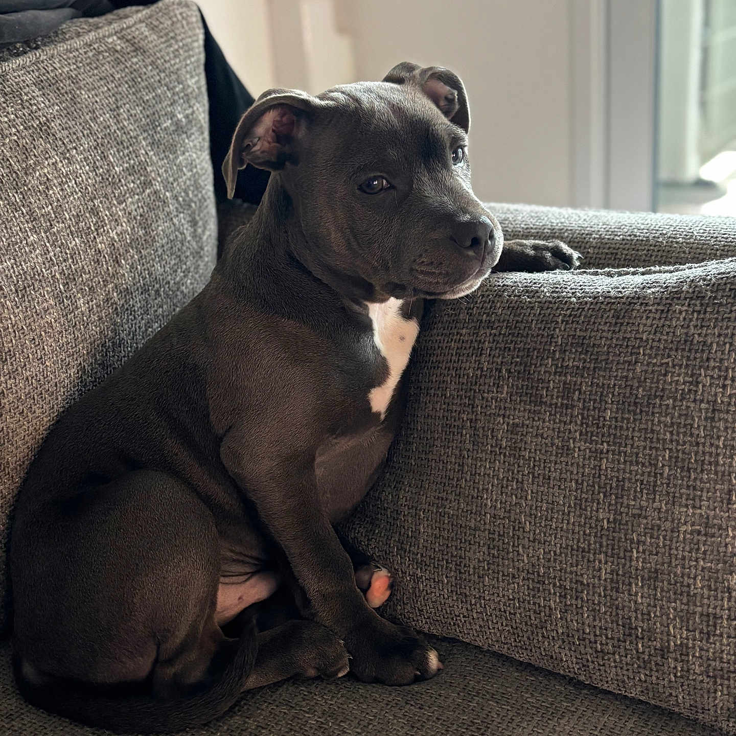 Volt a rejoint le concours — aidez-le/la à gagner de superbes lots ! animal, black_dog, canine, companion, couch, cozy, cute, dog, domestic, furniture, furry, home, indoor, looking_away, pet, portrait, puppy, resting, sitting, young_dog