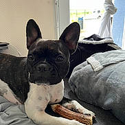 Uguette participe au concours pour gagner de l'argent avec cette photo : dog, french_bulldog, pet, indoor, couch, blanket, window, chew_toy, animal, black_and_white, paw, ears, fur, relaxed, cozy, home, curious, portrait, laying, furniture