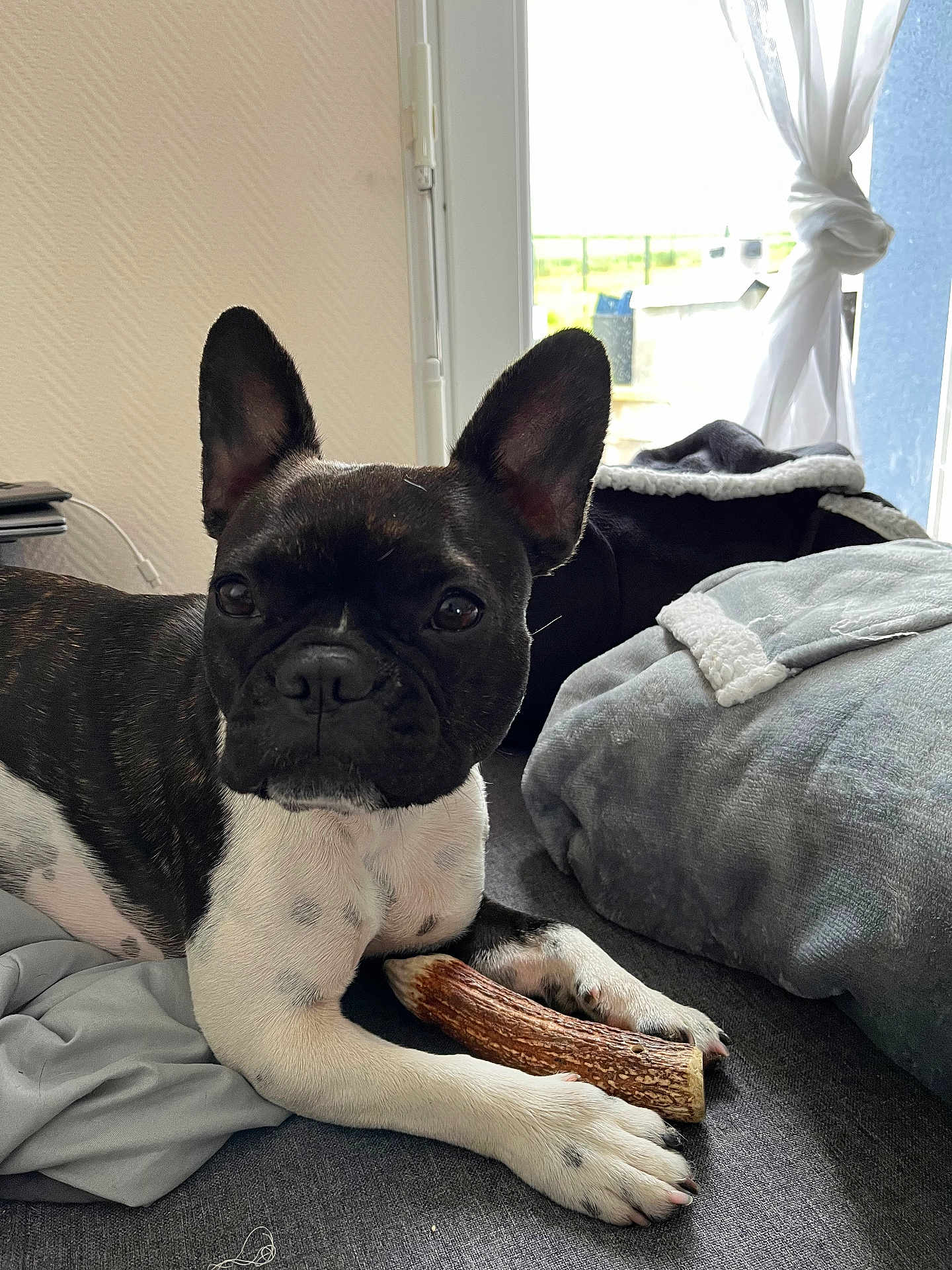Uguette participe au concours pour gagner de l'argent avec cette photo : dog, french_bulldog, pet, indoor, couch, blanket, window, chew_toy, animal, black_and_white, paw, ears, fur, relaxed, cozy, home, curious, portrait, laying, furniture