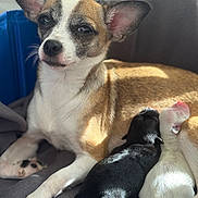 Sofia is registered to the contest to win money with this photo: dog, puppies, mother_dog, newborns, animal, pet, indoor, blanket, resting, sleeping, fur, cute, small, black_puppy, white_puppy, sunlight, cozy, closeup, family, comfort