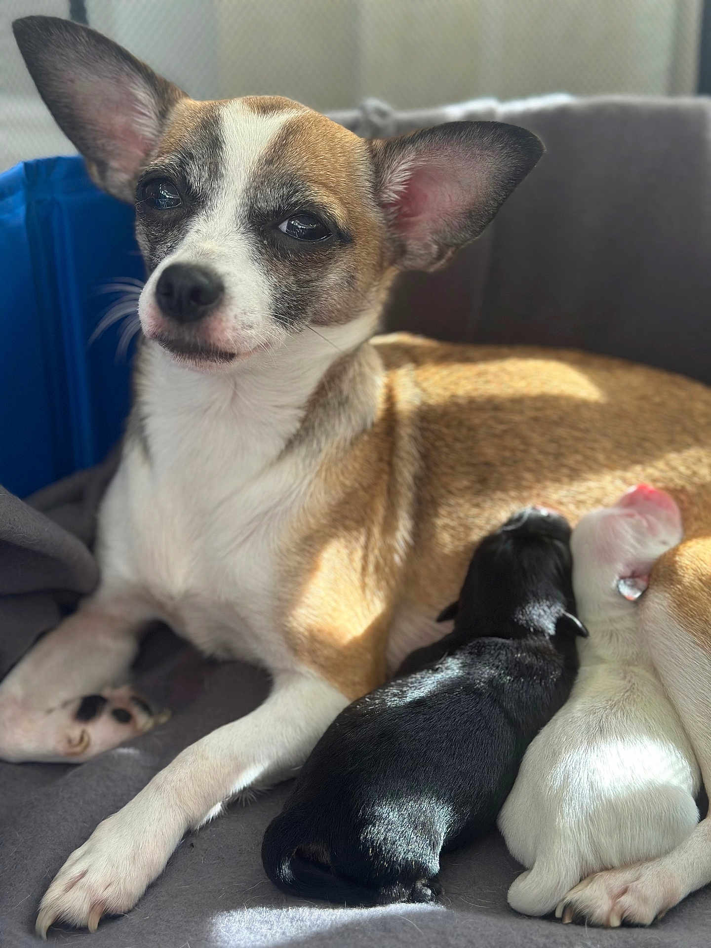 Sofia is registered to the contest to win money with this photo: dog, puppies, mother_dog, newborns, animal, pet, indoor, blanket, resting, sleeping, fur, cute, small, black_puppy, white_puppy, sunlight, cozy, closeup, family, comfort