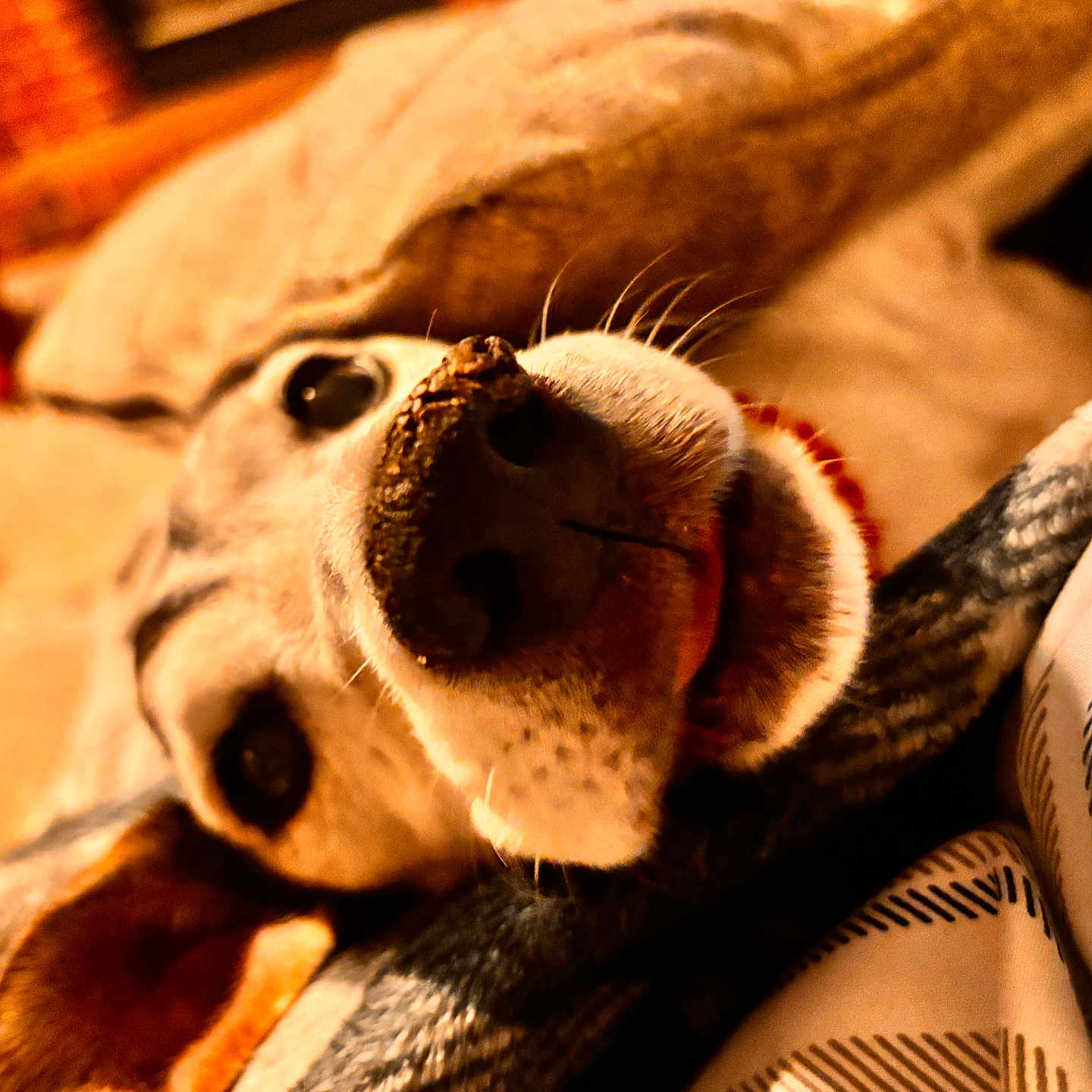 Apollo is registered to the contest to win money with this photo: animal, ball, baseball, baseballball, beagle, blanket, canine, chair, couch, dog, face, furniture, head, hound, labradorretriever, person, pet, puppy, snout, sport