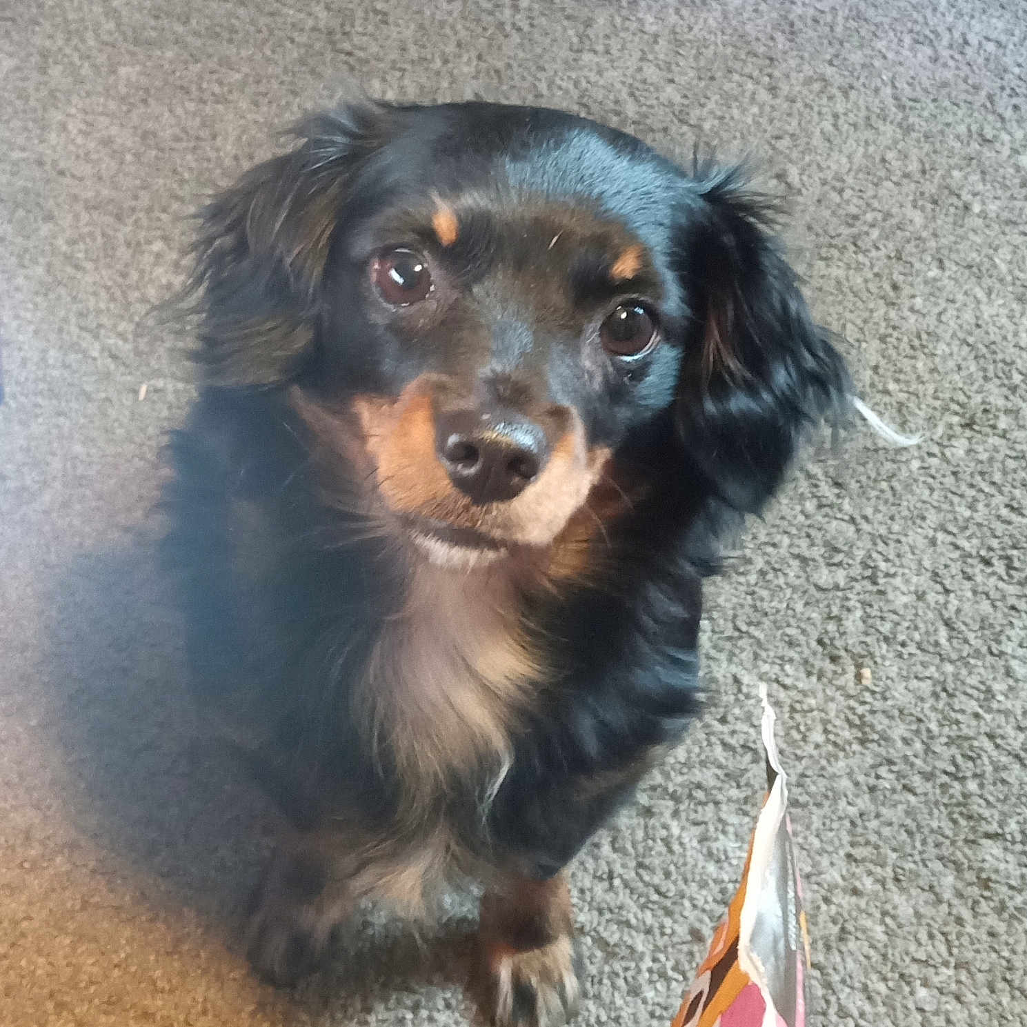 Molly joined the competition — help win amazing prizes! animal, black_fur, brown_fur, canine, carpet, close_up, companion, cute, dog, domestic, ears, eyes, friendly, fur, indoor, looking_up, paw, pet, snout, waiting