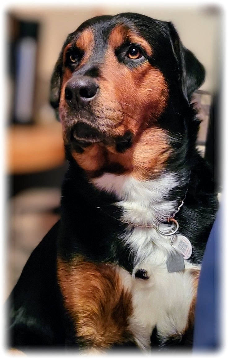 Jedi joined the competition — help win amazing prizes! canidae, carnivore, collar, companion_dog, dog, dog_breed, dog_supply, fur, puppy, sporting_group, terrestrial_animal, whiskers, working_dog