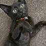 black_cat, kitten, pet, indoor, carpet, playful, wide_eyes, ears_up, young_cat, collar, whiskers, fur, animal, cute, feline, domestic_cat, close_up, curious, paws, lying_down