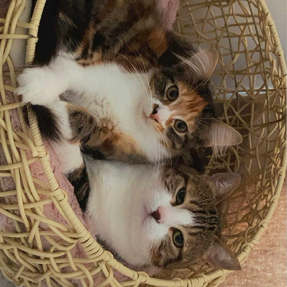 Maya Et Milla participe au concours pour gagner de l'argent avec cette photo : animal, art, basket, canine, cat, dog, kitten, manx, person, pet, sleeping