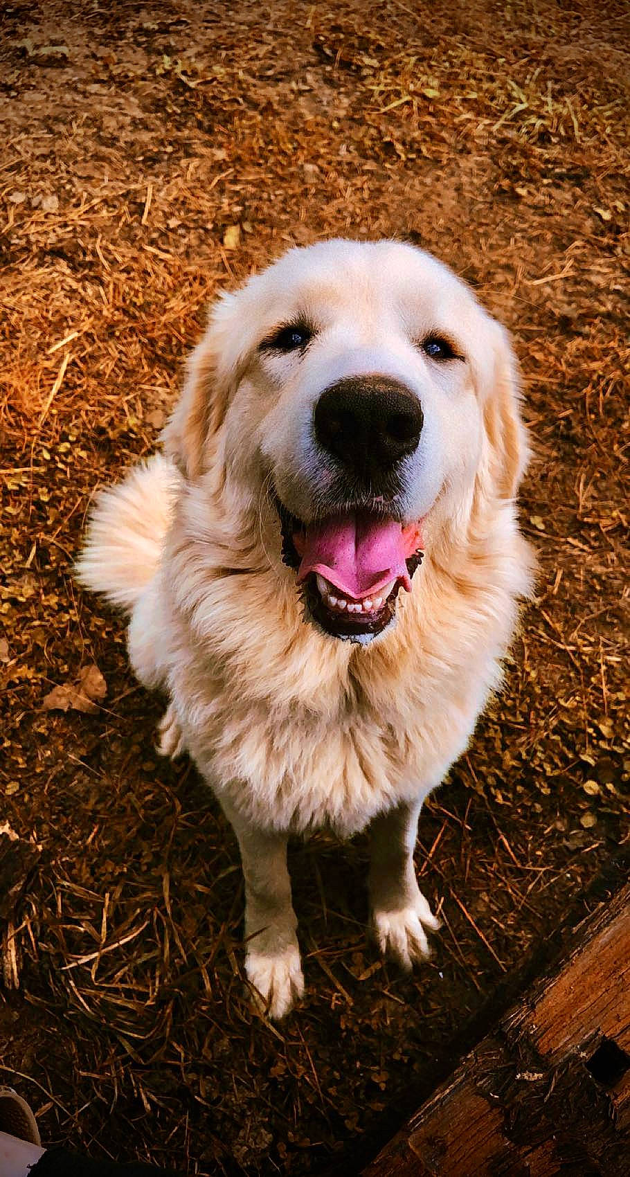 Cotton is registered to the contest to win money with this photo: canidae, carnivore, companion_dog, dog, dog_breed, dog_collar, fang, fawn, fur, golden_retriever, grass, happy, plant, shout, snout, soil, sporting_group, tree, whiskers, working_dog