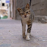 Chat De Rue a rejoint le concours — aidez-le/la à gagner de superbes lots ! alley, animal, cat, close_up, cobblestone, curious, daytime, feline, one_eye_closed, outdoor, paws, pet, playful, street, stripes, tabby, tail, walking, whiskers, young_cat