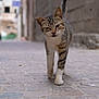 alley, animal, cat, close_up, cobblestone, curious, daytime, feline, one_eye_closed, outdoor, paws, pet, playful, street, stripes, tabby, tail, walking, whiskers, young_cat