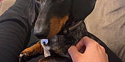 Oreo joined the competition — help win amazing prizes! dog, dachshund, pet, lap, human_hand, couch, indoor, relaxation, black_and_tan, animal, companion, fur, collar, paw, snout, person, legs, lamp, furniture, casual
