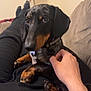 dog, dachshund, pet, lap, human_hand, couch, indoor, relaxation, black_and_tan, animal, companion, fur, collar, paw, snout, person, legs, lamp, furniture, casual