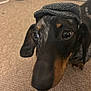 Oreo joined the competition — help win amazing prizes! dog, dachshund, hat, cap, carpet, indoors, close_up, animal, pet, black_brown, ears, face, whiskers, floor, looking_up, cute, domestic, portrait, canine, small_dog