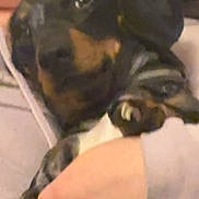 Oreo is registered to the contest to win money with this photo: dog, person, hand, hug, animal, pet, closeup, indoor, comfort, cuddle, fur, black_and_brown, spot, snout, paw, casual_clothing, skin, warmth, affection, friendship