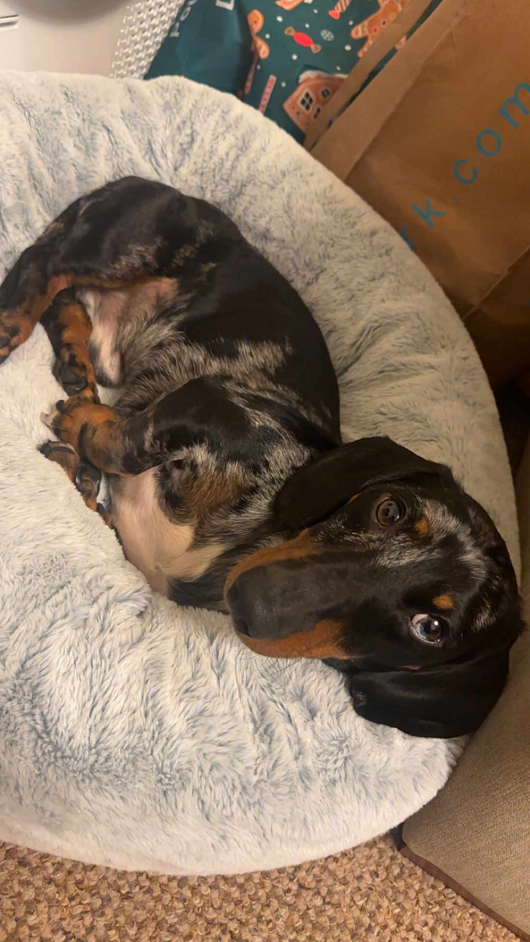 Oreo joined the competition — help win amazing prizes! dog, puppy, dachshund, bed, fluffy_bed, resting, indoor, carpet, black_and_tan, curled_up, looking_up, pet, animal, canine, cozy, cute, small_dog, fur, sleepy, relaxed