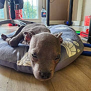 Igris a rejoint le concours — aidez-le/la à gagner de superbes lots ! animal, bed, calm, chair, closeup, cozy, dog, ears, floor, gray_bed, household_items, indoor, looking, lying_down, pet, puppy, relaxed, snout, window, wooden_floor