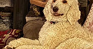 Finn is registered to the contest to win money with this photo: animal, companion, couch, cozy, curly_fur, cute, dog, domestic, fireplace, fur, furniture, home, indoors, living_room, paw, pet, poodle, relaxed, stone_wall, white_dog