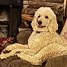 Finn is registered to the contest to win money with this photo: dog, poodle, white_dog, curly_fur, pet, indoors, couch, fireplace, stone_wall, cozy, relaxed, living_room, fur, paw, animal, companion, domestic, home, furniture, cute