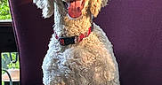 Finn joined the competition — help win amazing prizes! dog, poodle, curly_fur, sitting, purple_armchair, indoors, tongue_out, happy, pet, collar, window, greenery, sunlight, fur, canine, portrait, furniture, relaxed, animal, companion
