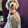 dog, poodle, curly_fur, sitting, purple_armchair, indoors, tongue_out, happy, pet, collar, window, greenery, sunlight, fur, canine, portrait, furniture, relaxed, animal, companion