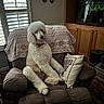 Finn is registered to the contest to win money with this photo: dog, poodle, white_dog, sitting, armchair, blanket, pillow, living_room, wooden_cabinet, fish_tank, indoor, pet, cozy, furniture, carpet, relaxed, curtains, window, decor, home