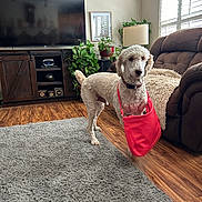 Finn joined the competition — help win amazing prizes! dog, living_room, red_bag, curly_fur, wooden_floor, television, brown_couch, plant, rug, lamp, window, throw_blanket, pet_accessory, domestic, indoor, furniture, decor, canine, household, cozy